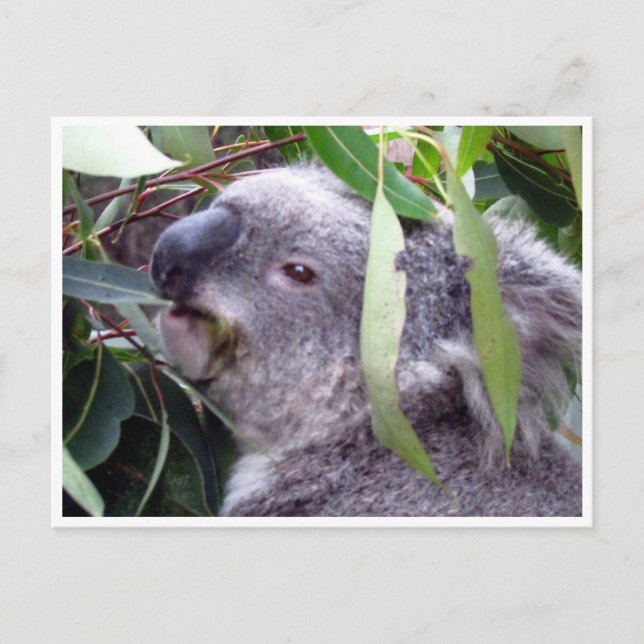 koala eats vykort (Framsida)