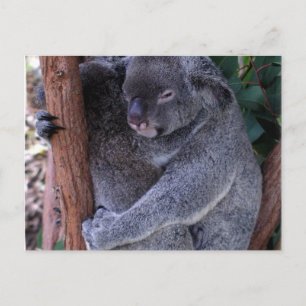 Koala Family Postcard Vykort