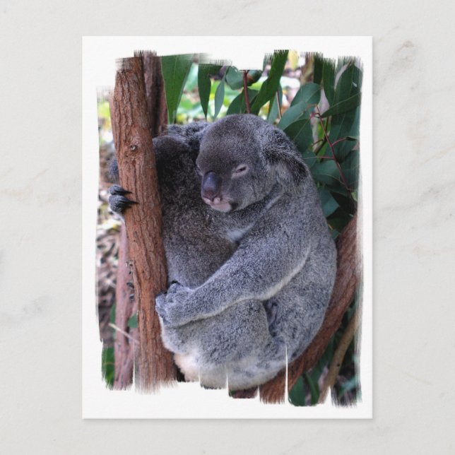 Koala Family Postcard Vykort (Framsida)