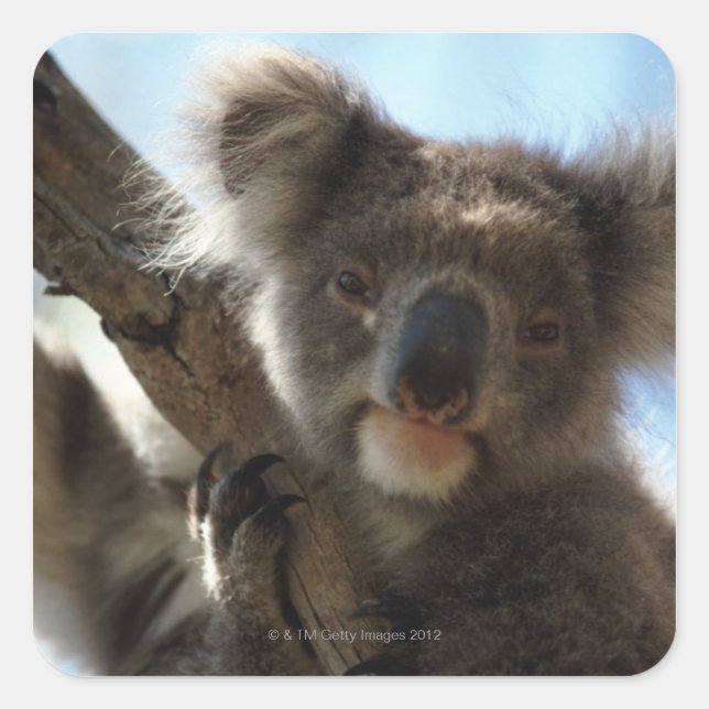 koala fyrkantigt klistermärke (Framsida)