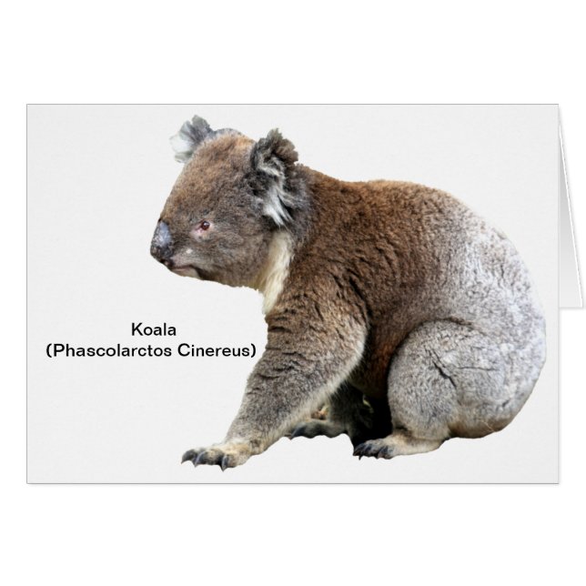 Koala Hälsningskort (Framsidan Horizontal)