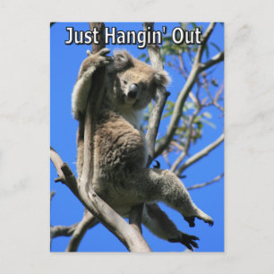 Koala Hanging Out i Australien Vykort