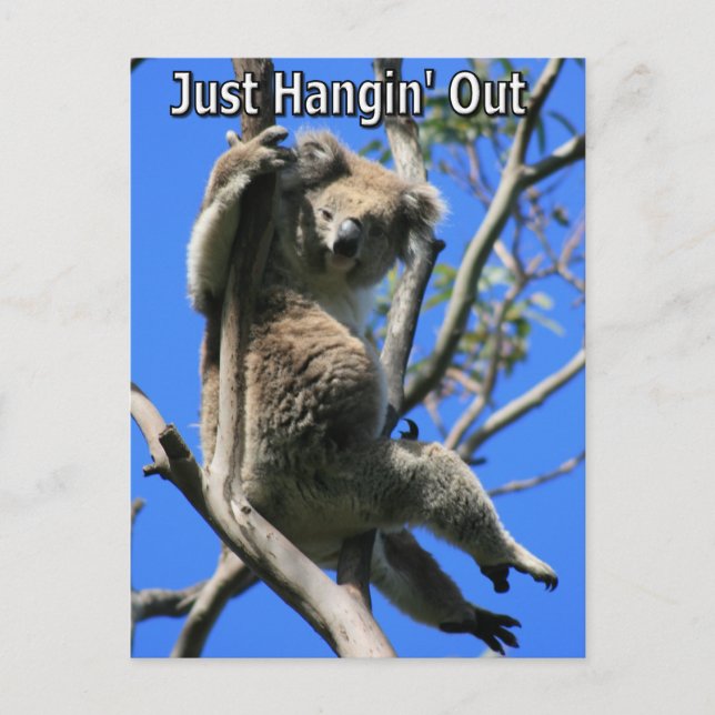Koala Hanging Out i Australien Vykort (Framsida)