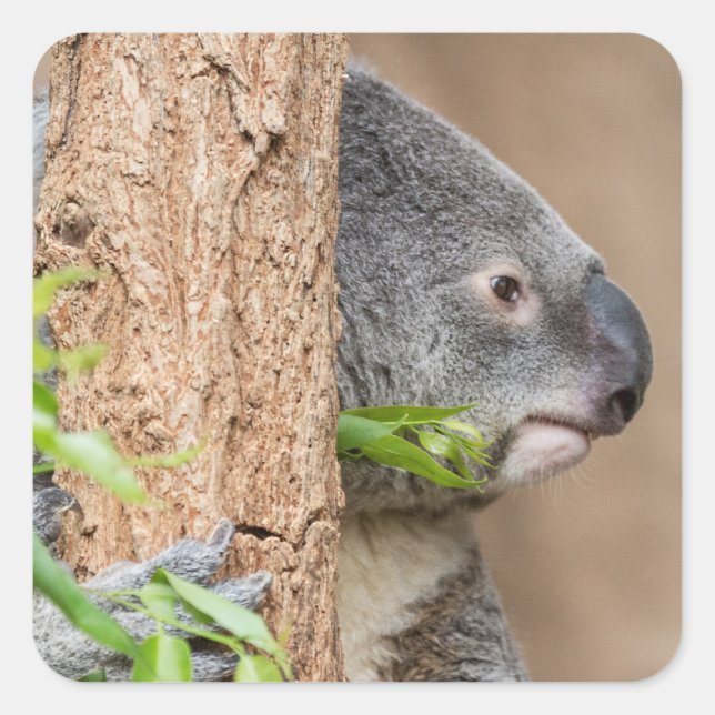 Koala Headshot Fyrkantigt Klistermärke (Framsida)