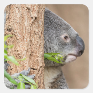 Koala Headshot Fyrkantigt Klistermärke