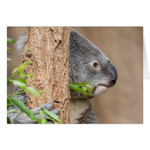 Koala Headshot Hälsningskort