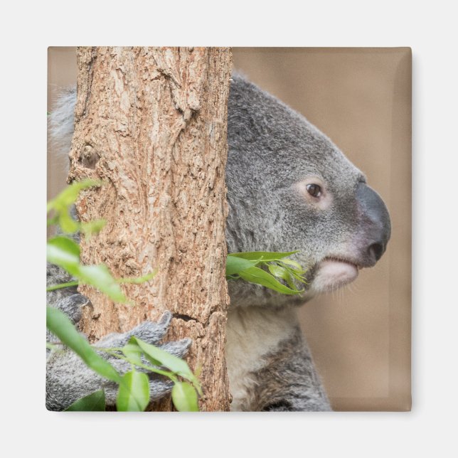 Koala Headshot Magnet (Framsidan)