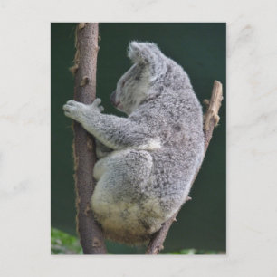 koala hug vykort