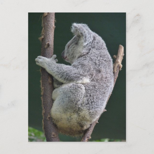 koala hug vykort (Framsida)