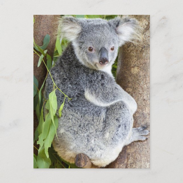 Koala i ett träd Foto vykort (Framsida)
