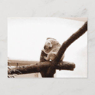 Koala i Österrike Vykort