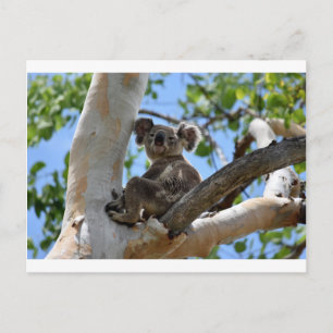 KOALA I TRÄD I LANDSBYGDSKEENSLAND AUSTRALIA VYKORT