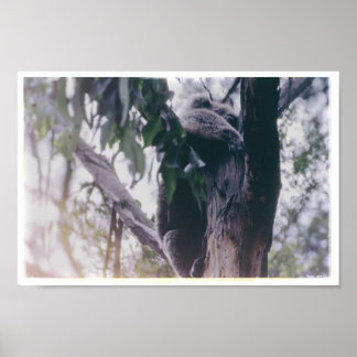 Koala i Träd Poster