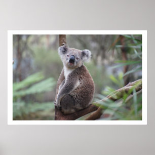 Koala i Träd Poster