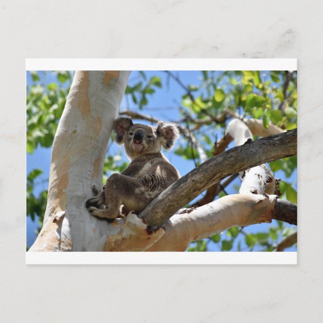 KOALA I TRÄD QUEENSLAND AUSTRALIA VYKORT (Framsida)