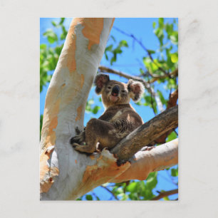 KOALA I TRÄD QUEENSLAND AUSTRALIA VYKORT