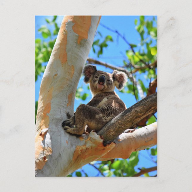 KOALA I TRÄD QUEENSLAND AUSTRALIA VYKORT (Framsida)
