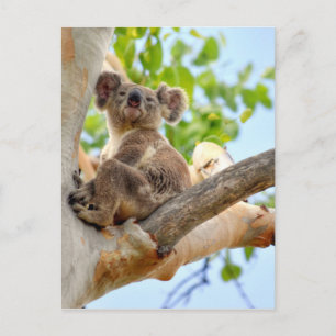 KOALA I TRÄD QUEENSLAND AUSTRALIA VYKORT