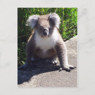 Koala i vilden vykort