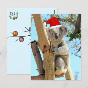 Koala julkort vykort