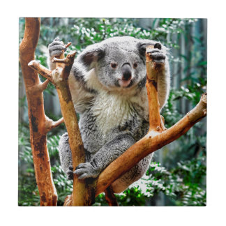 Koala Kakelplatta