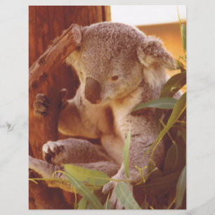Koala kärlek