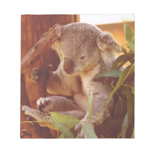 Koala kärlek anteckningsblock