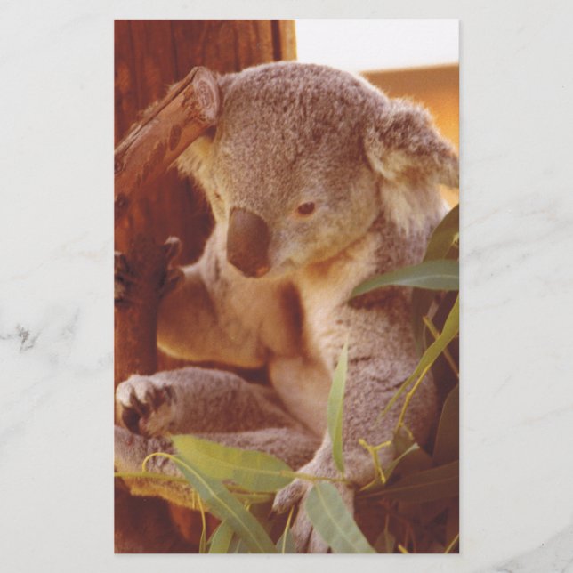 Koala kärlek brevpapper (Framsida)