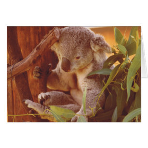 Koala kärlek hälsningskort