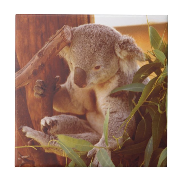 Koala kärlek kakelplatta (Framsidan)