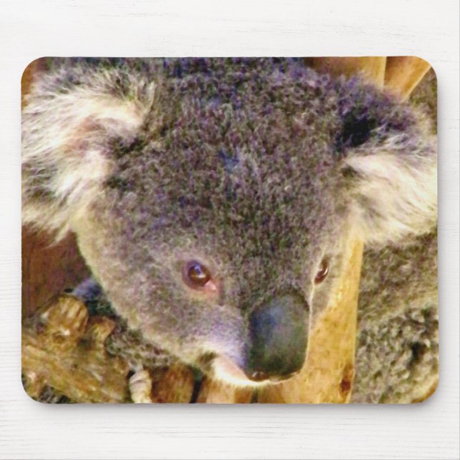 Koala Kärlek_ Musmatta (Framsidan)