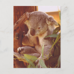 Koala kärlek vykort