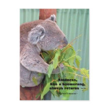 Koala Kindness Postcard