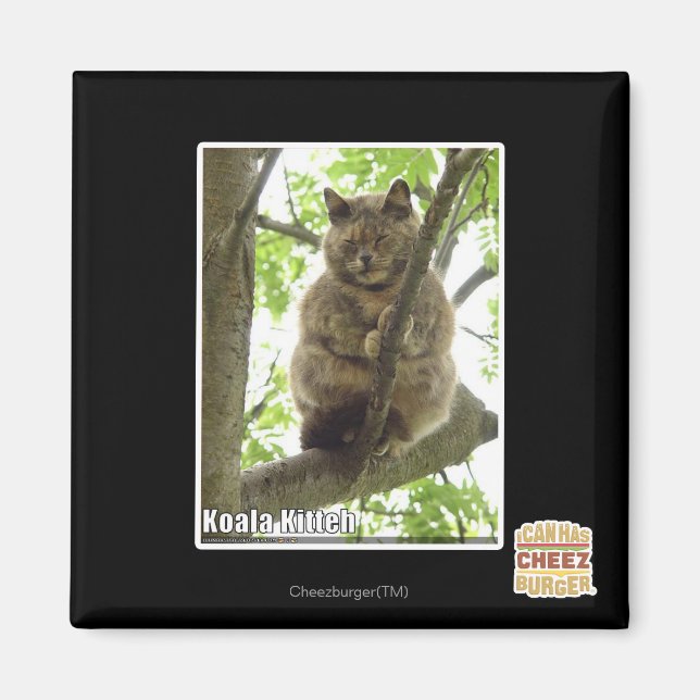 Koala Kitteh Magnet (Framsidan)