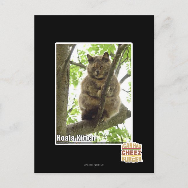 Koala Kitteh Vykort (Framsida)