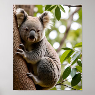 Koala klättning a Träd Poster