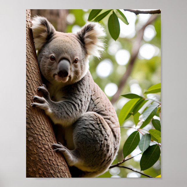 Koala klättning a Träd Poster (Framsidan)
