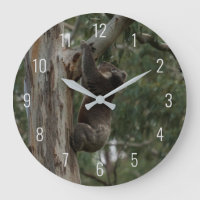 Koala klättrade i ett stort klocka i Träd Australi