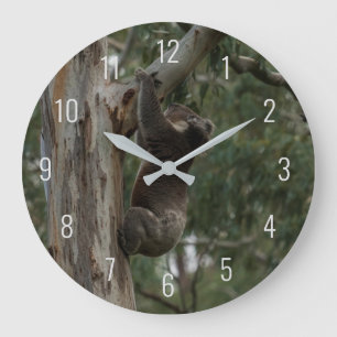 Koala klättrade i ett stort klocka i Träd Australi