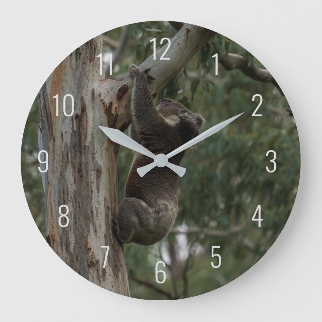 Koala klättrade i ett stort klocka i Träd Australi (Framsida)