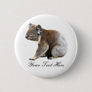 Koala Knapp