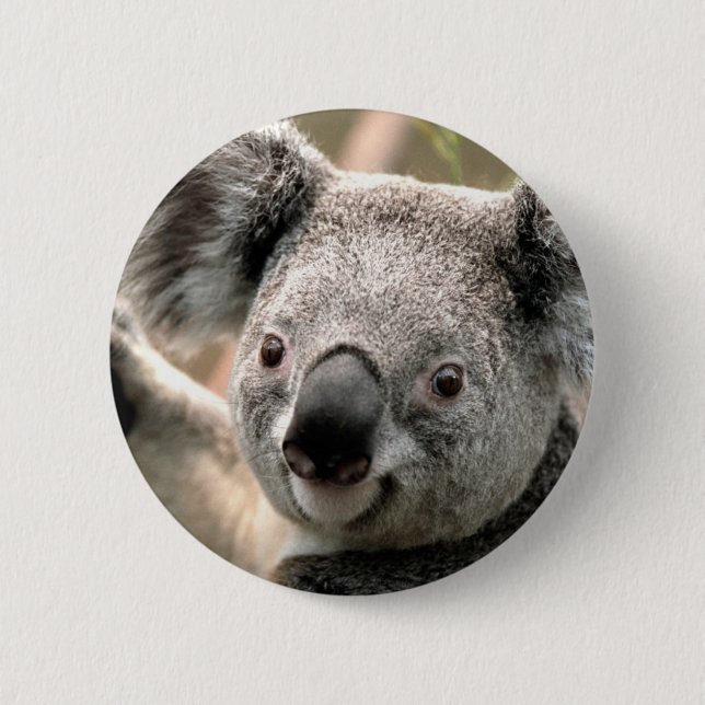 Koala Knapp (Framsida)