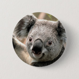 Koala Knapp