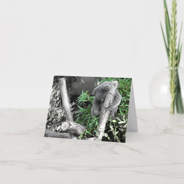 Koala Kort (Framsida)