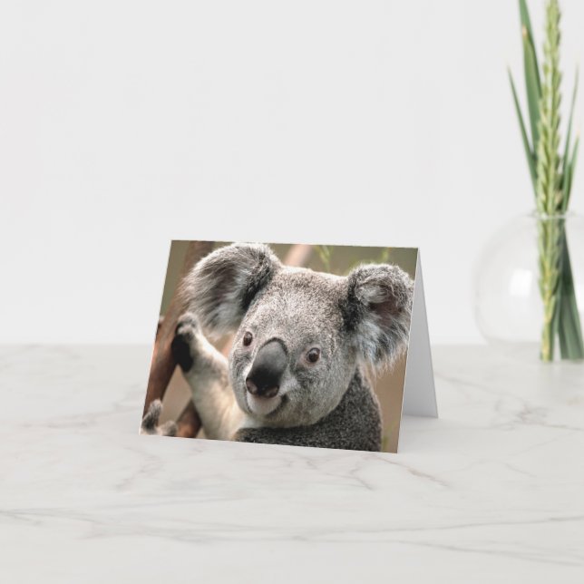 Koala Kort (Framsida)