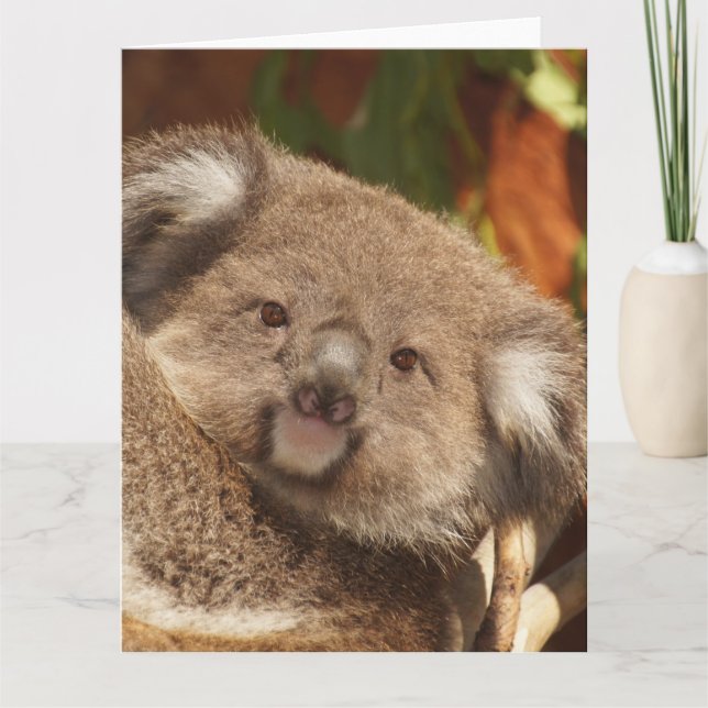 Koala Kort (Framsida)