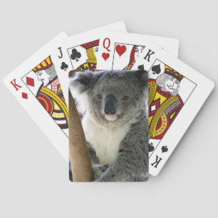 koala-leende casinokort