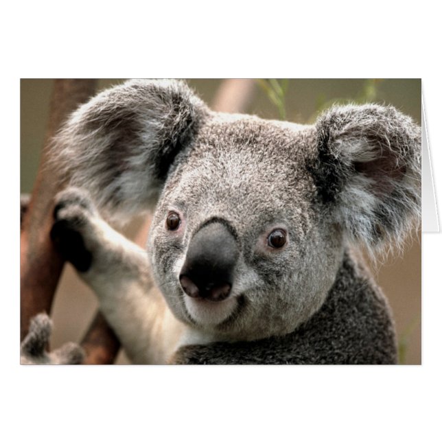 Koala-linjen Hälsningskort (Framsidan Horizontal)