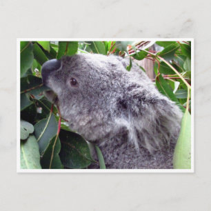 koala lövs vykort