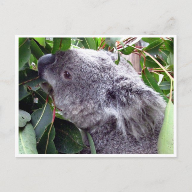 koala lövs vykort (Framsida)
